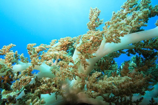 Corals in the form of tentacles on a reef.