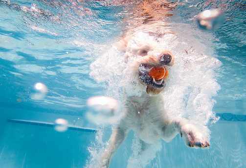 Underwater photo of a white dog diving into a pool to retrieve a tennis ball.