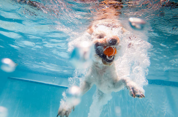 istock Dog Diving for Ball Underwater 1259358357