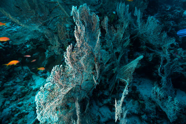 acuario tropical, aguas tropicales anémonas de mar macro de cerca tentáculos - nature macro reef animal fotografías e imágenes de stock