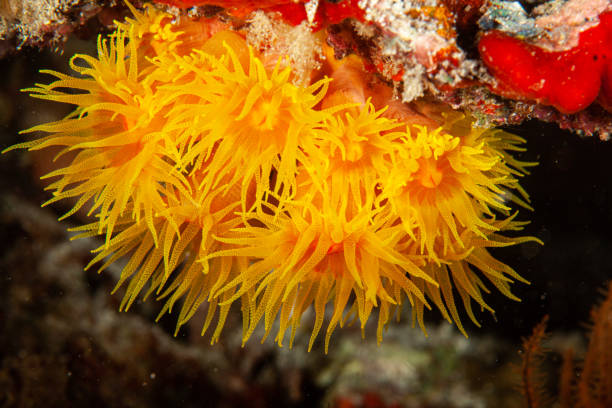 acquario tropicale, acque tropicali mare anemone macro tentacoli ravvicinati - rough waters foto e immagini stock