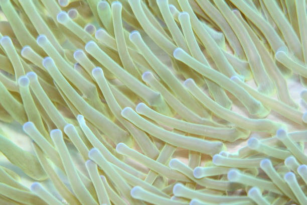 acquario tropicale, acque tropicali mare anemone macro tentacoli ravvicinati - rough waters foto e immagini stock