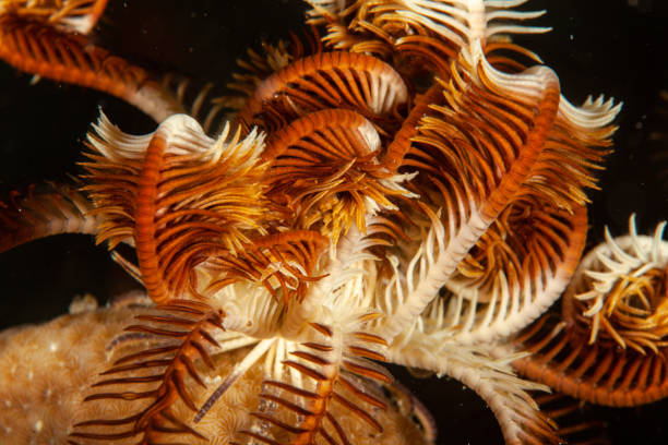 istock Tropical aquarium, tropical waters sea anemone macro close up tentacles 1259363526