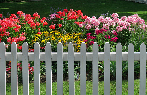 colorful summer flowers behind white picket fence