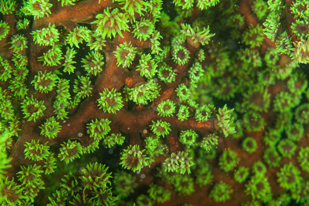 Tropical aquarium, tropical waters sea anemone macro close up tentacles