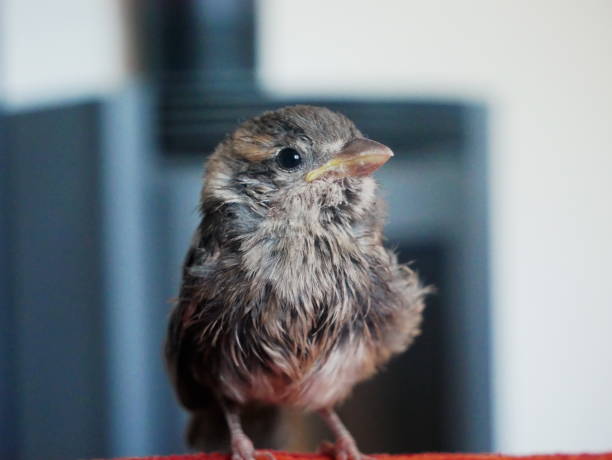 primer plano de un gorrión fotografiado en una casa, con una chimenea en el fondo - beak biology bird multi colored fotografías e imágenes de stock