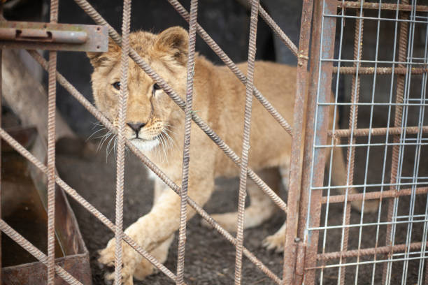 istock Lion cub in a cage. Wild animal in the aviary. 1259372010