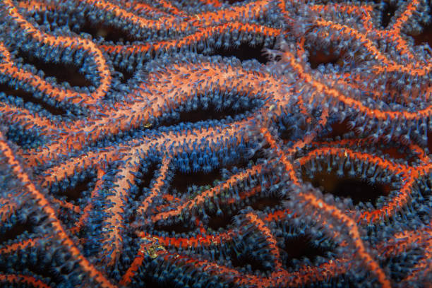 acquario tropicale, acque tropicali mare anemone macro tentacoli ravvicinati - rough waters foto e immagini stock