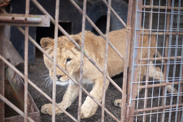 istock Lion cub in a cage. Wild animal in the aviary. 1259377391