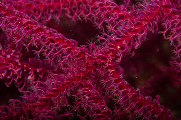 acquario tropicale, acque tropicali mare anemone macro tentacoli ravvicinati - rough waters foto e immagini stock