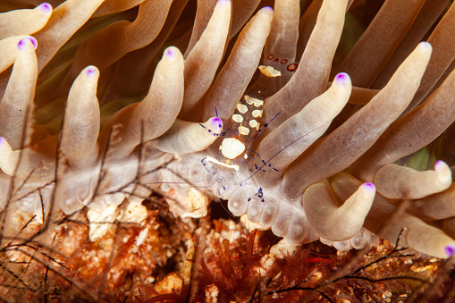 Tropical aquarium, tropical waters sea anemone macro close up tentacles