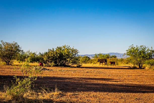 Desert landscape and wild horses in the Sierra de la Giganta south of Loreto. Baja California Sur, Mexico.