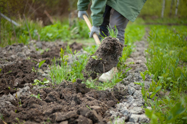 istock Digging up the earth with a shovel. 1259383030