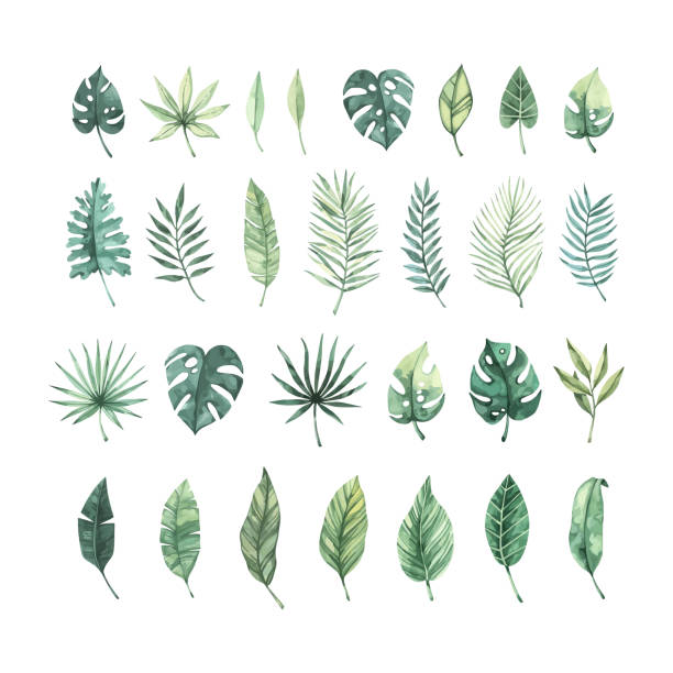 stockillustraties, clipart, cartoons en iconen met de illustratie van de aquarelvector. de tropische inzameling van de zomer met banaanbladeren, monstera en palmbladeren. perfect voor huwelijksuitnodigingen, prenten, ansichtkaarten, posters - watercolour jungle