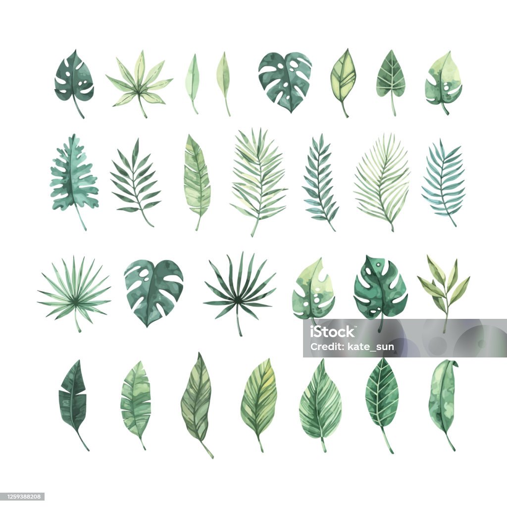 Watercolor vector illustration. Summer tropical collection with banana leaves, monstera and palm leaves. Perfect for wedding invitations, prints, postcards, posters Leaf stock vector