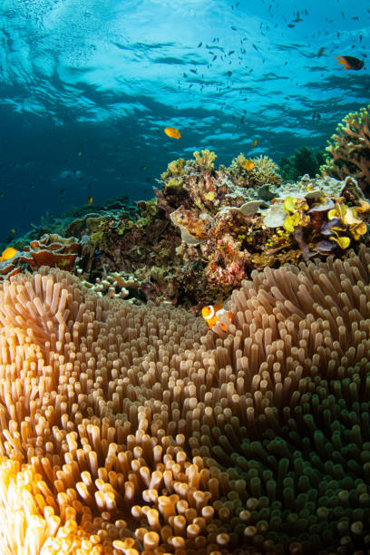 istock Coral reef, underwater wide angle, anemone 1259390490