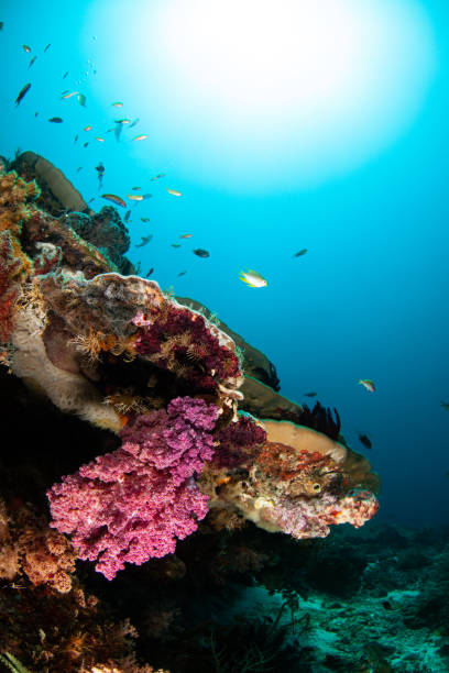 istock Coral reef, underwater wide angle, anemone 1259391323