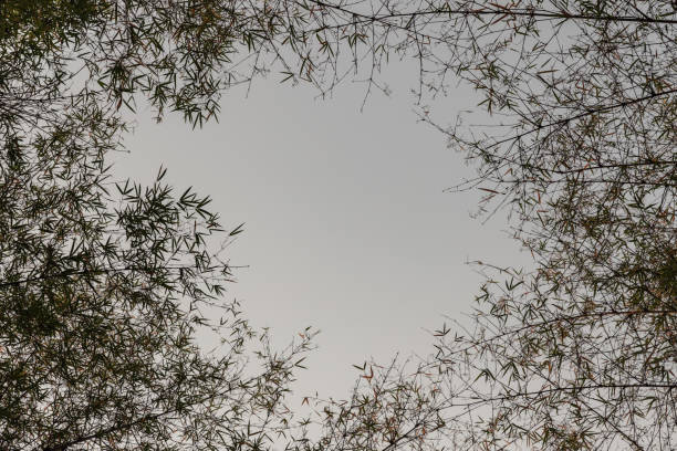 Look up at bamboos against blue skies. Natural scenery. Copy space.