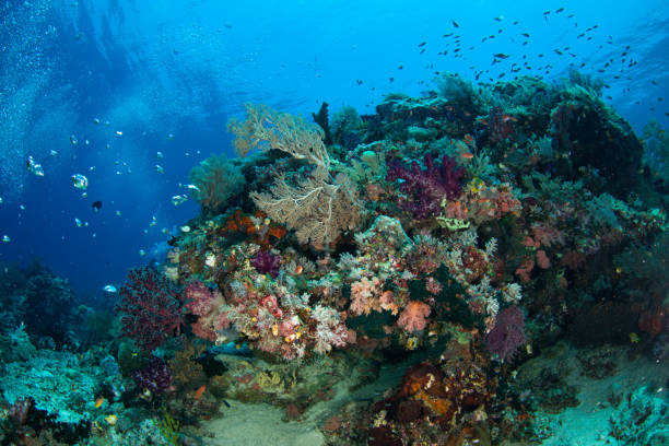 istock Coral reef, underwater wide angle, anemone 1259394061