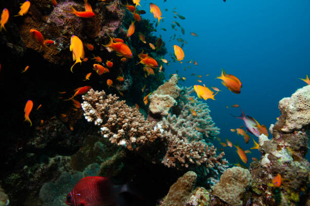 istock Coral reef, underwater wide angle, anemone 1259396106