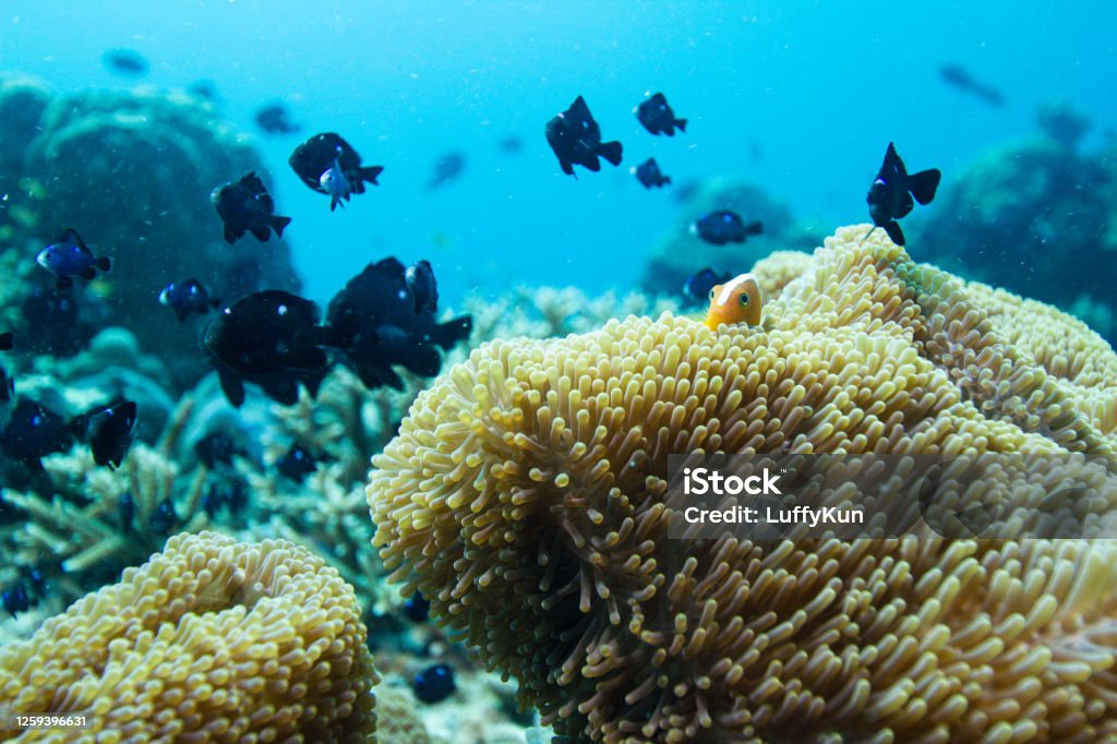 Coral reef, underwater wide angle, anemone beautiful coral reef, ocean underwater Below Stock Photo