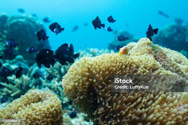 Coral Reef Underwater Wide Angle Anemone Stock Photo - Download Image Now - Below, Sea, Abundance