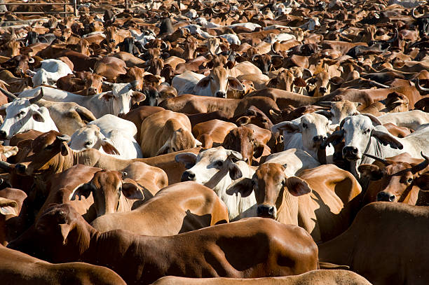 mustering braham cattle on the flood plains near the gulf of carpentaria North Queensland