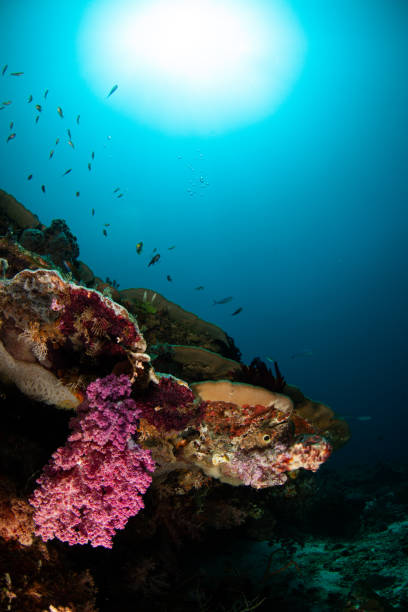 istock Coral reef, underwater wide angle, anemone 1259397641