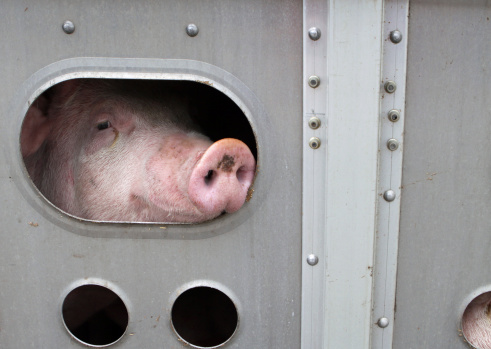Pig on its last way to the slaughterhouse. Canada