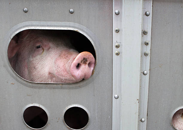 A pig is peeping through the hole of a gate stock photo