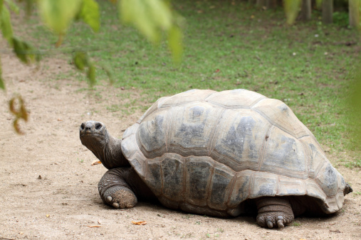 details of a aldabra giant tortoise
