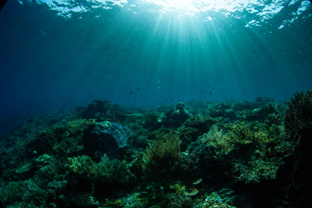 beautiful coral reef, ocean underwater