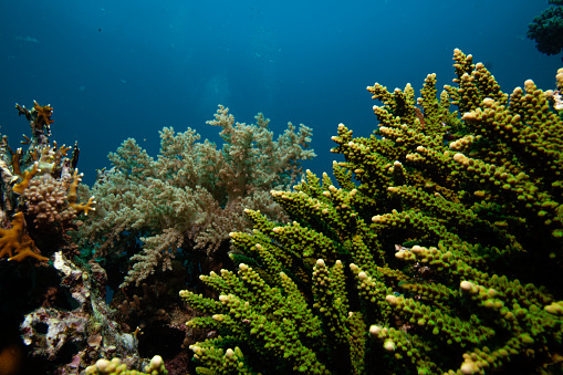 beautiful coral reef, ocean underwater