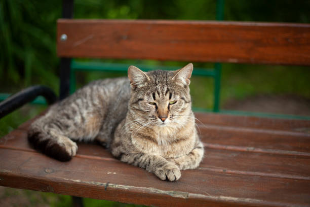 istock Homeless cat on the street. 1259427732