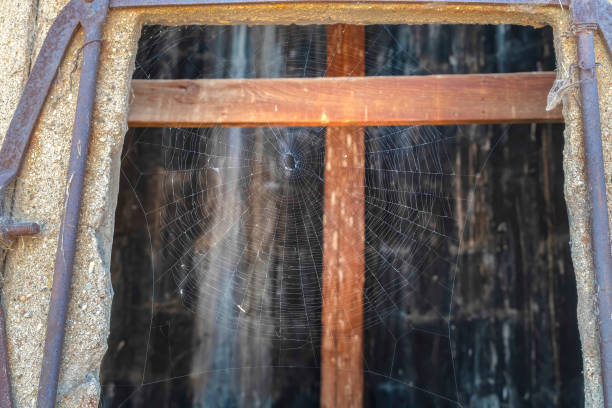 istock Classic circular form spider wed on the opening of an old concrete wall 1259431976