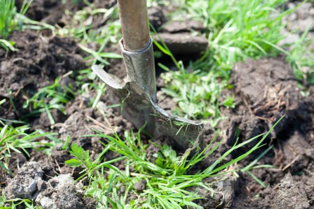 istock The shovel is stuck in the ground. 1259436294