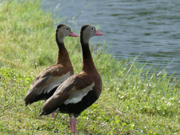 Duck pair standing on grassy bank looking sideways over water