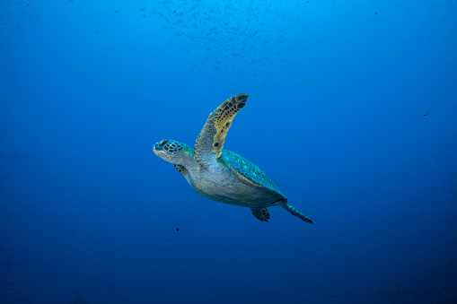 caretta, Underwater shots of green and hawksbill sea turtles
