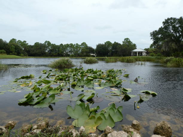 istock Large lily pads floating in tropical lake 1259446851