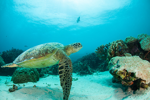 caretta, Underwater shots of green and hawksbill sea turtles