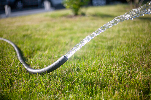 Water is pouring from a hose. Watering the lawn. Water flow from a rubber pipe. Water supply to plants.