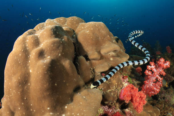 istock Banded Sea Snake 1259494208