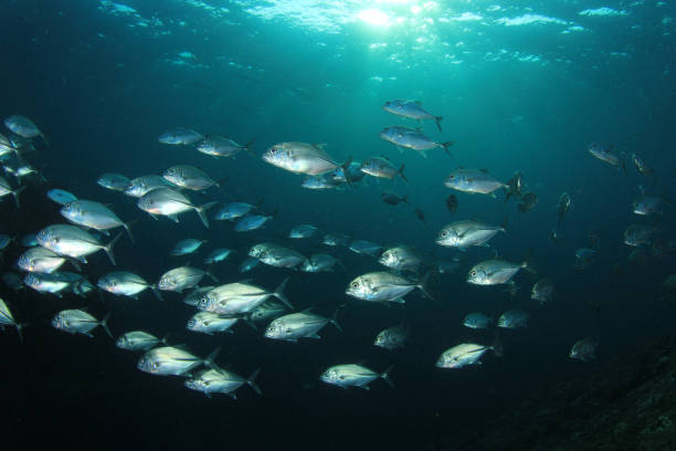 istock Sardines, mackerel and tuna underwater 1259494210