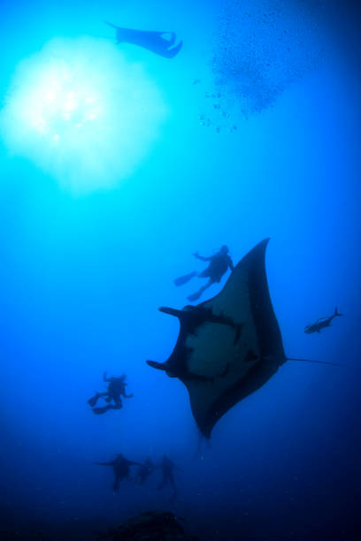 istock Manta Ray and scuba divers 1259497329