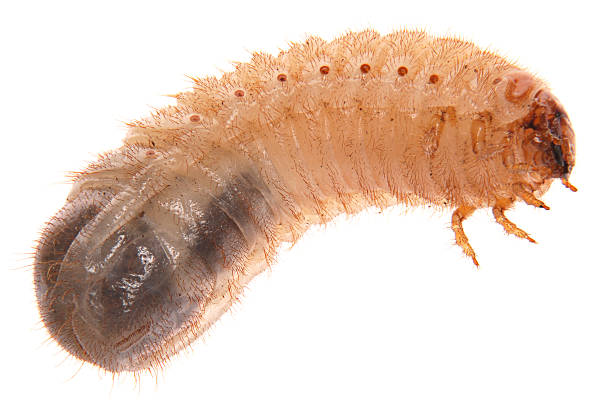 istock Larva of cockchafer 125949807