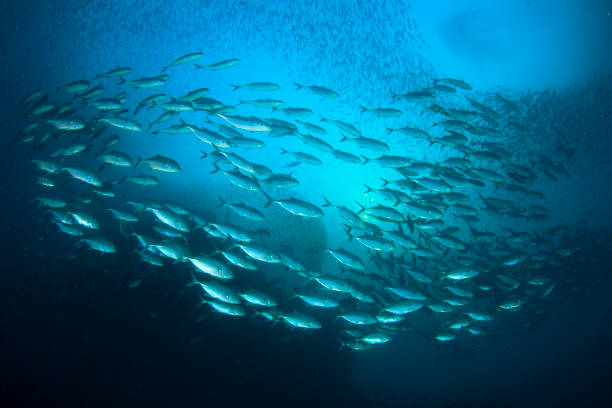 istock Sardines, mackerel and tuna underwater 1259498378