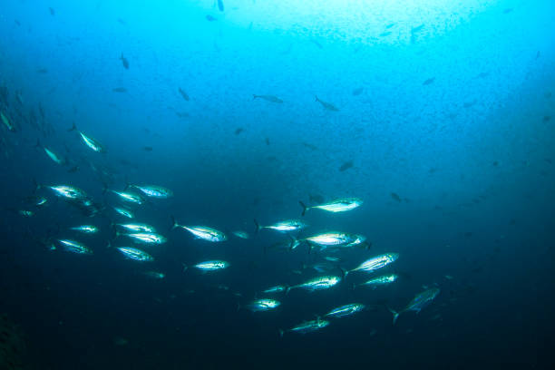 istock Sardines, mackerel and tuna underwater 1259499434