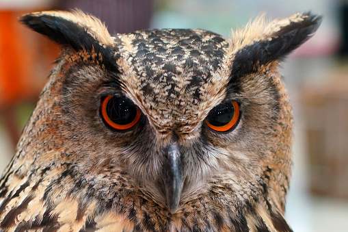 Close up Face of owl, With big round orange eyes