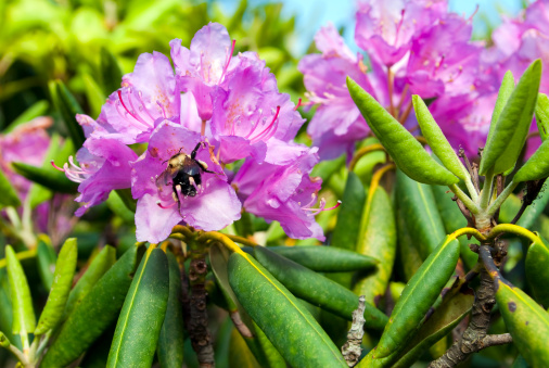 Bumblebee in rhododendron blossom on Roan Mountain