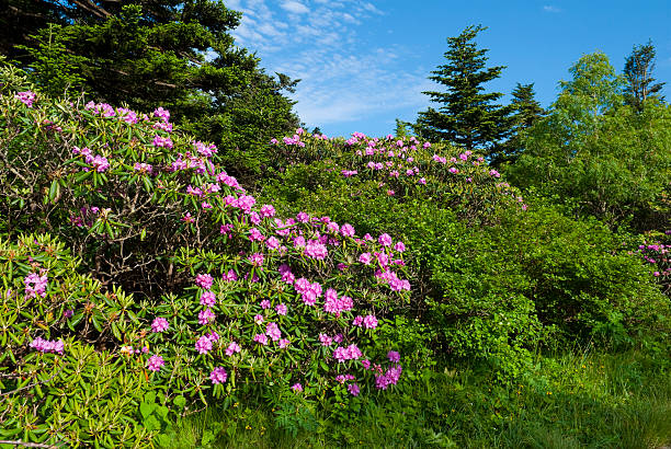 istock Roan Mountain Rhododendron Gardens 125950654